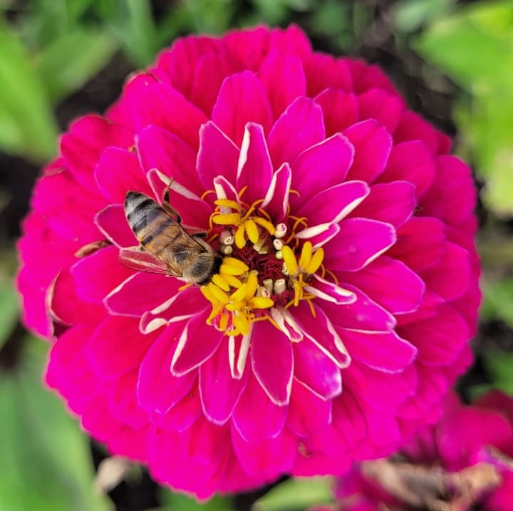 O Sensorial Brunow Camman